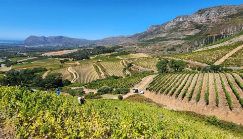 Klein Constantia vineyards