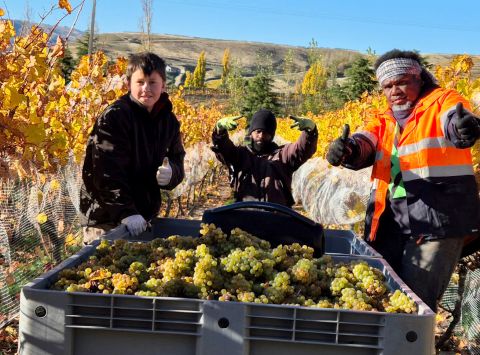 2024 harvest at Mora, Central Otago