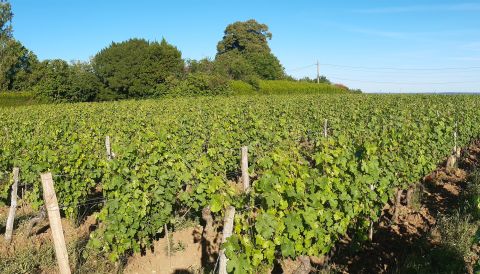 Domaine Guion's vineyards, backed by forest