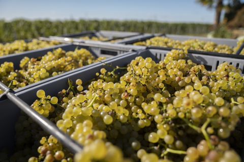 Smith & Sheth Hawke's Bay Omahu Chardonnay 2024