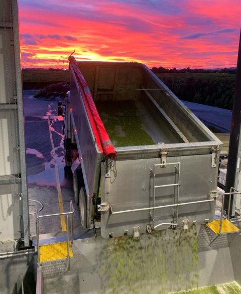 Sunrise at Whitehaven in Marlborough 2024