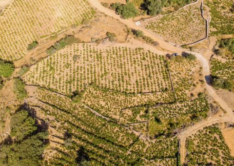 Liatiko vines in Amri