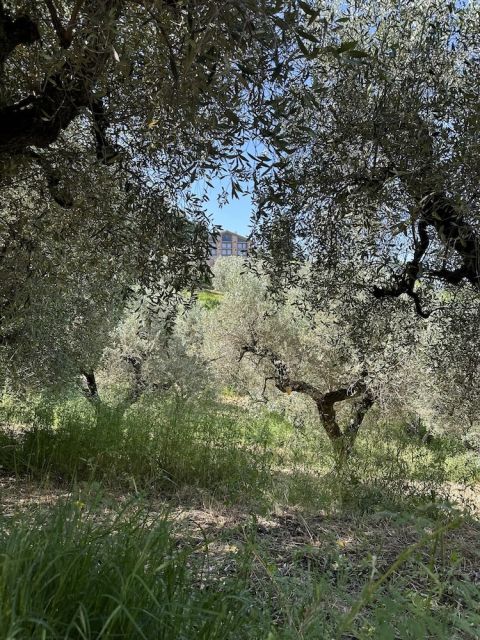Poggio Lamentano house through the olives