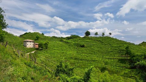 Adami's Vigneto Giardino in the Rive di Colbertaldo