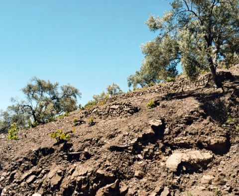 Slate soils in Cómpeta