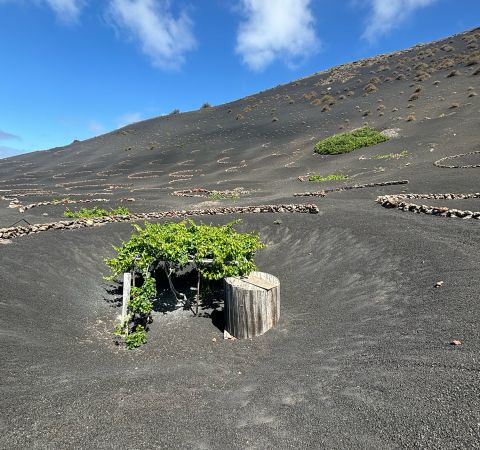 La Geria landscape on Lanzarote