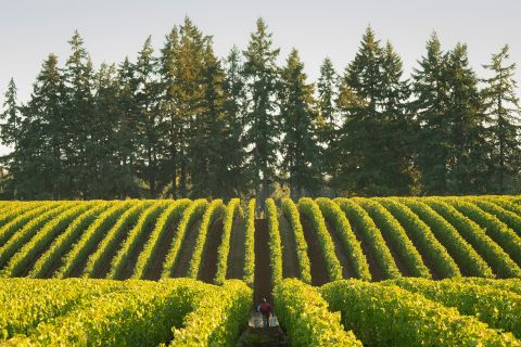 Roserock vineyard rows