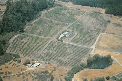Trout Gulch vineyard aerial