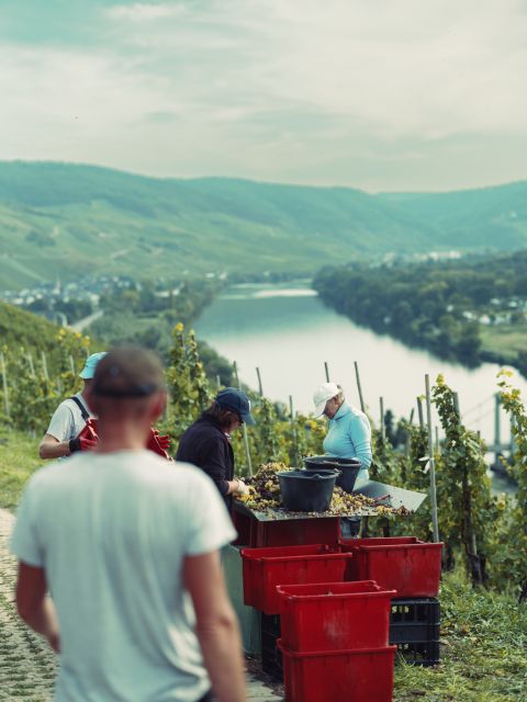Harvest at Joh Jos Prüm