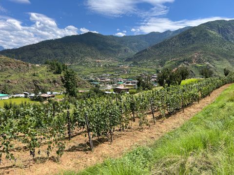 Paro vineyard