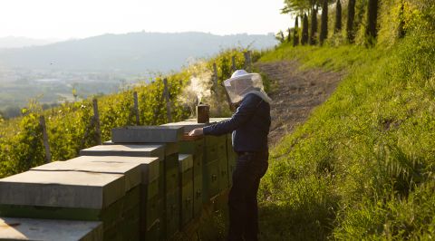 beekeeper in Gaja vineyard in Barbaresco