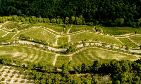 vineyards in Trezzo, Alta Langa