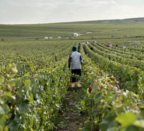 vineyard work at Champagne Bruno Paillard