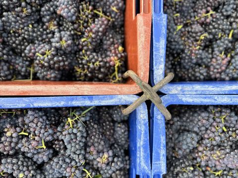 crates of harvested grapes at Bruno Paillard