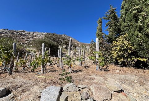 Kalathas staked vines