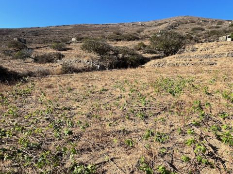 Goat-eaten vines Tinos
