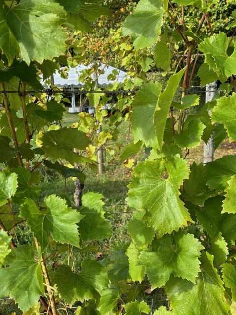 Phoenix and Riesling vines in Denmark