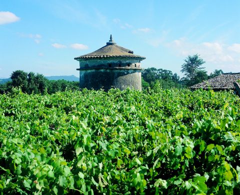 Zarate's Palomar vineyard - detail