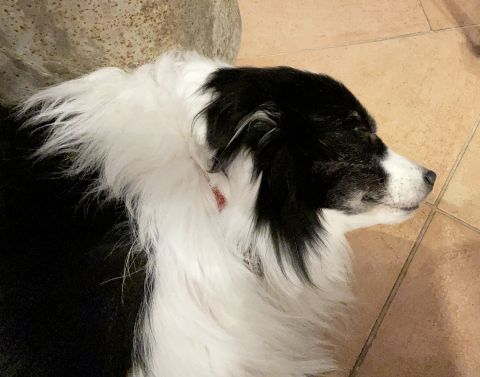 Border collie in a trattoria on the Costa Argentario