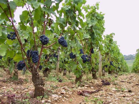 Pinot Noir bunches in Les Brouillards
