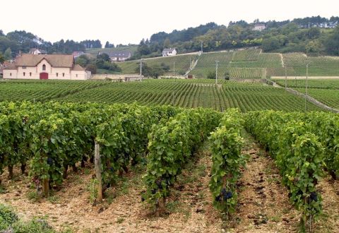 Brouillards vineyard in Volnay