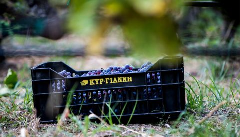 Kir-Yianni just-harvested Xinomavro grapes