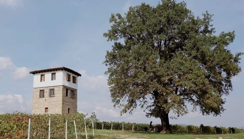 Kir-Yianni tower and oak in the vineyards
