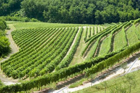 The vineyards of Maculan in Breganze