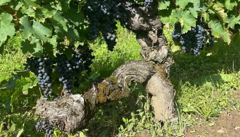 An old Cabernet Franc vine at Bernard Baudry