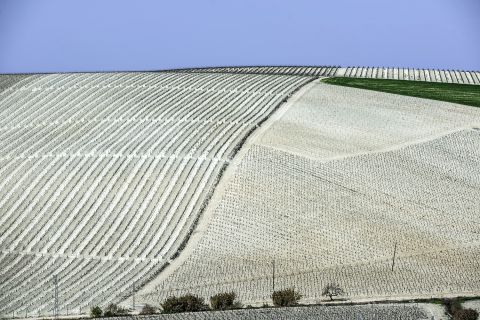 Macharnudo vineyards
