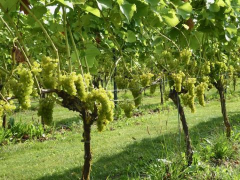 Solaris at Lottenlund