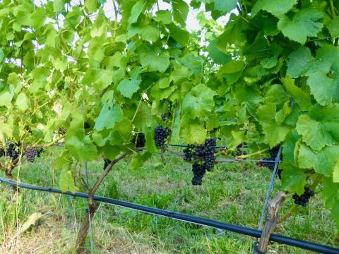 Thora Vingard Pinot Noir