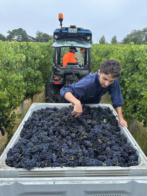 Oliver Croser sorts a bin of just-picked Pinot Noir right in the field