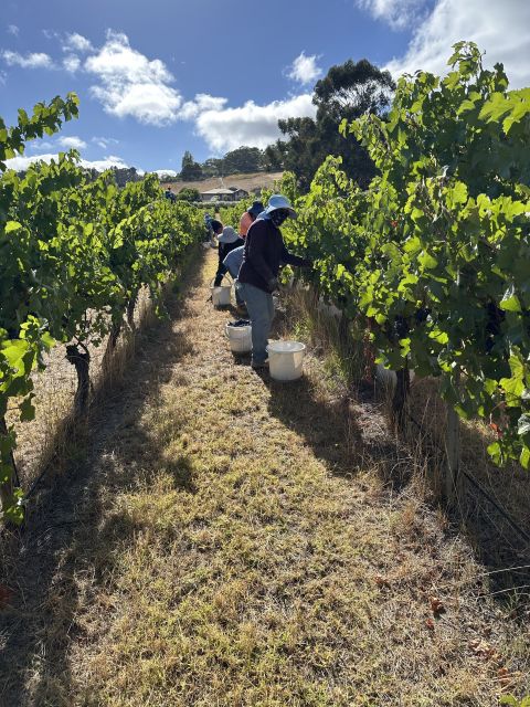 Harvesting pinot noir under the bright sun in early February 2025 at Tapanappa in Australia's Piccadilly Valley