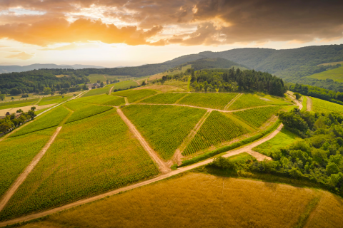 Brouilly vineyards © Serge Chapuis