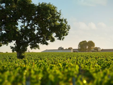 Ch Mouton Rothschild and vines