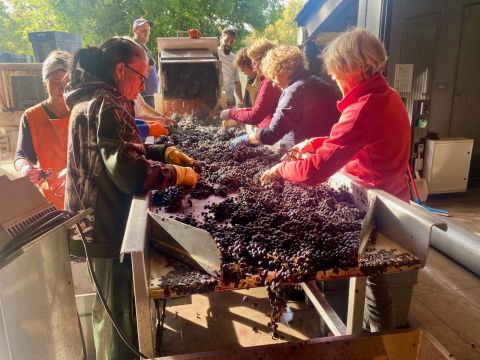 sorting grapes at Figeac 2024