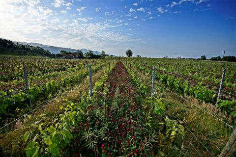 Vigne Basse vineyard