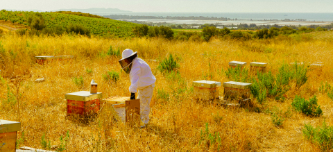 Galoupet- harvesting honey