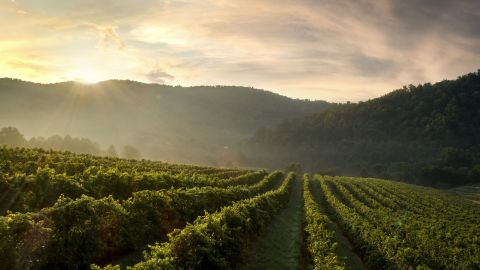 A Virginia vineyard landscape