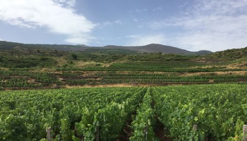 Etna vineyards on a sunny summer day by Tone Veseth Furuholmen MW