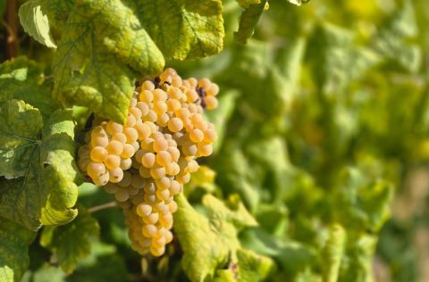 Arinto grapes Alenquer