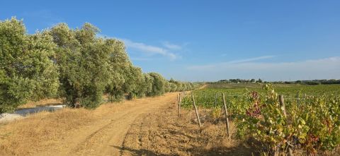 Arinto vineyard Alenquer