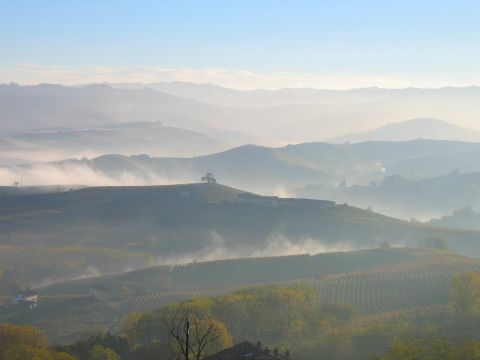 Mist over the Marrone vineyards