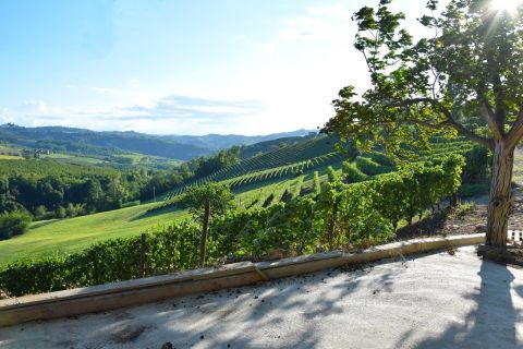 Vineyards from the winery