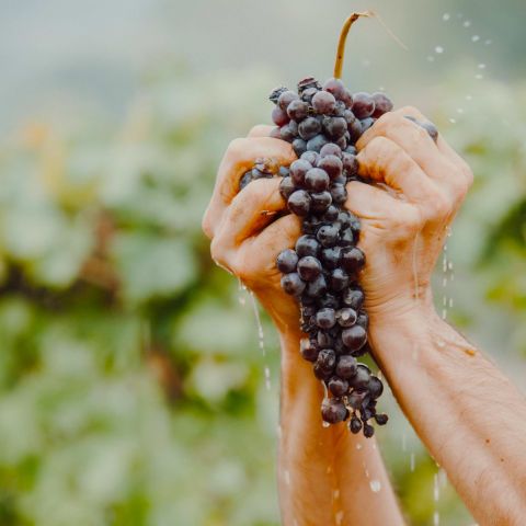 Nebbiolo and hands