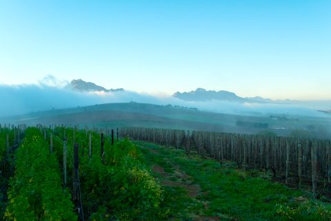 Botanica vineyard in fog