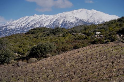 Kotsifali in Lefka Ori