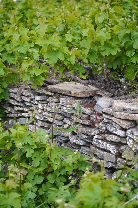 Muscat terraces in Lefka Ori
