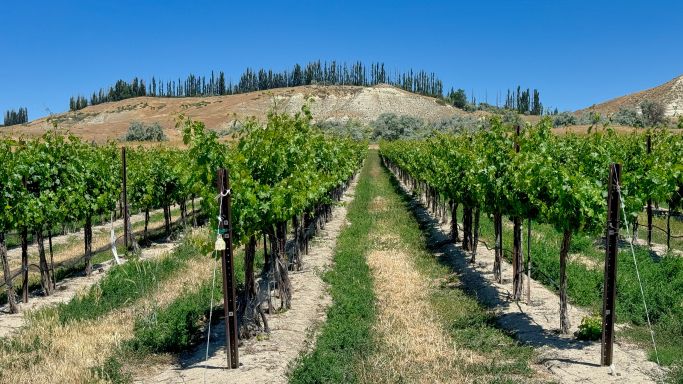 Idaho vineyard 2024